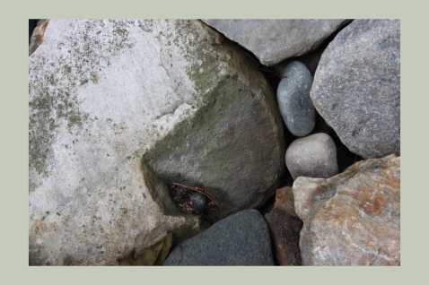 'Nestled Rocks' photograph